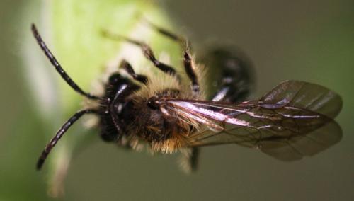 Andrena sp.